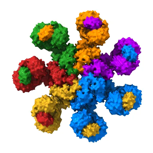 An improved model of the human apoptosome — Фото 3 из 4