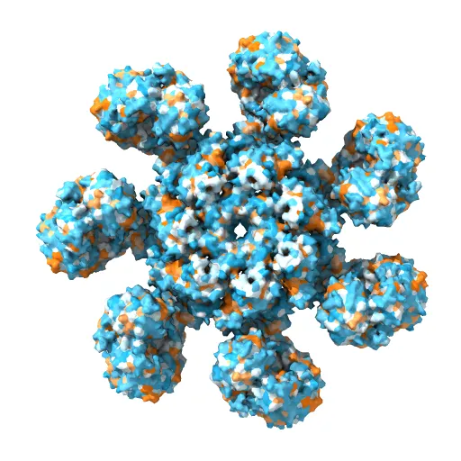 An improved model of the human apoptosome — Фото 4 из 4