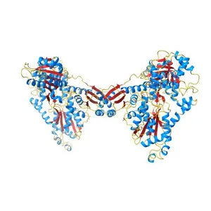 Crystal structure of human muscle phosphofructokinase (dissociated homodimer)