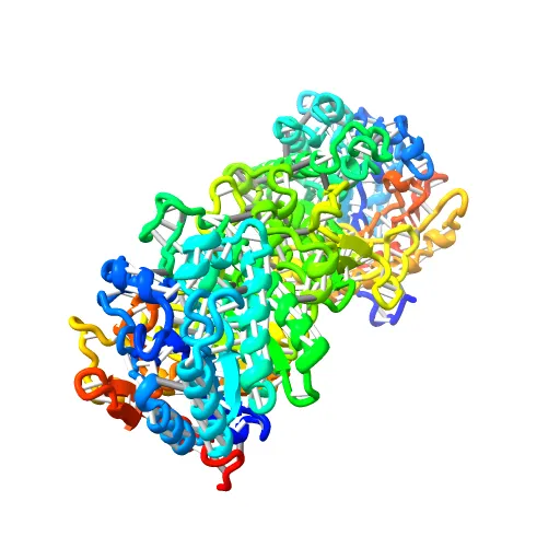 CRYSTAL STRUCTURE OF THE MAIZE ZM-P60.1 BETA-GLUCOSIDASE — Фото 9 из 13