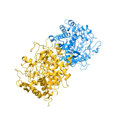 CRYSTAL STRUCTURE OF THE MAIZE ZM-P60.1 BETA-GLUCOSIDASE — Фото 10 из 13