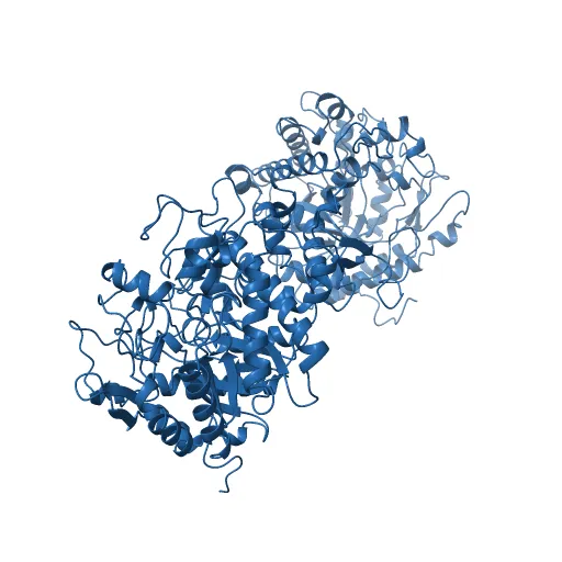 CRYSTAL STRUCTURE OF THE MAIZE ZM-P60.1 BETA-GLUCOSIDASE — Фото 11 из 13