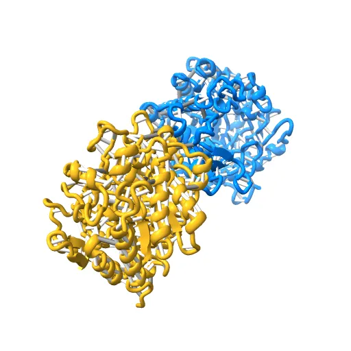 CRYSTAL STRUCTURE OF THE MAIZE ZM-P60.1 BETA-GLUCOSIDASE — Фото 12 из 13