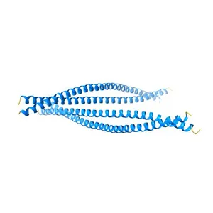 Heterocomplex of coil 2B domains of human intermediate filament proteins, keratin 5 (KRT5) and keratin 14 (KRT14)