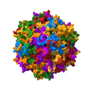 Structure of Adeno-Associated virus serotype 8
