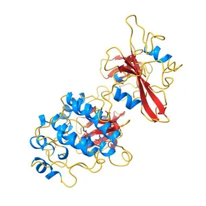 CRYSTAL STRUCTURE OF HUMAN TYROSINE-PROTEIN KINASE C-SRC, IN COMPLEX WITH AMP-PNP