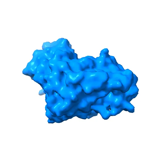 PHOSPHORYLATED MAP KINASE ERK2 — Image 9 of 13
