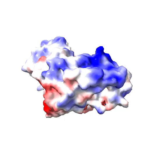 PHOSPHORYLATED MAP KINASE ERK2 — Image 12 of 13
