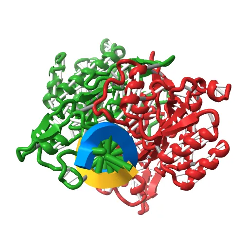 X-RAY STRUCTURE OF THE DNA-ECO RI ENDONUCLEASE-DNA RECOGNITION COMPLEX: THE RECOGNITION NETWORK AND THE INTEGRATION OF RECOGNITION AND CLEAVAGE — Image 3 of 13
