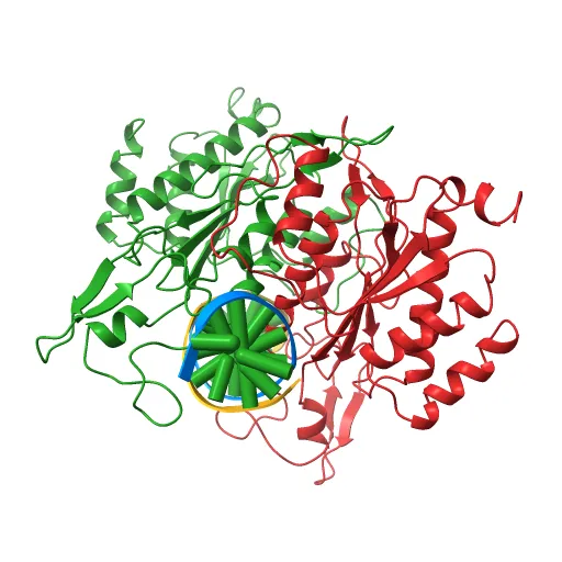 X-RAY STRUCTURE OF THE DNA-ECO RI ENDONUCLEASE-DNA RECOGNITION COMPLEX: THE RECOGNITION NETWORK AND THE INTEGRATION OF RECOGNITION AND CLEAVAGE — Image 7 of 13