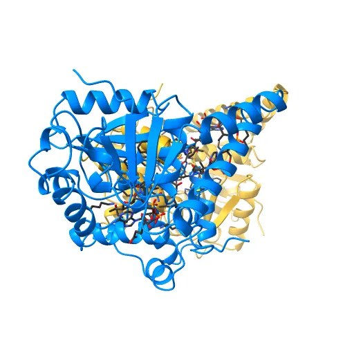 L-3-HYDROXYACYL-COA DEHYDROGENASE COMPLEXED WITH ACETOACETYL-COA AND NAD+ — Фото 9 из 13