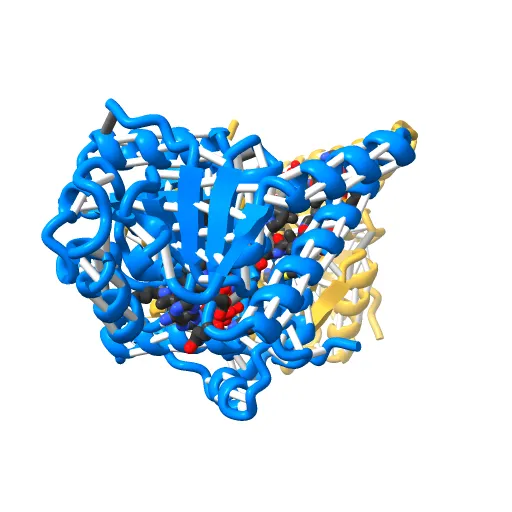L-3-HYDROXYACYL-COA DEHYDROGENASE COMPLEXED WITH ACETOACETYL-COA AND NAD+ — Фото 11 из 13