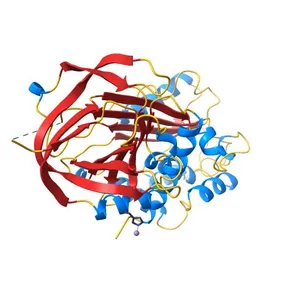 Crystal structure of plasminogen activator inhibitor-1 in a metastable active conformation.