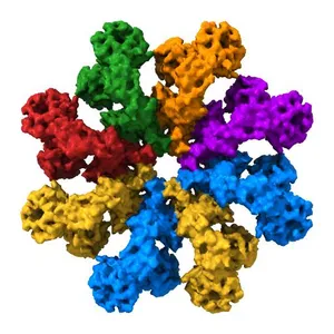 Drosophila Apoptosome