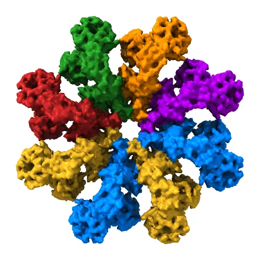 Drosophila Apoptosome — Image 4 of 4