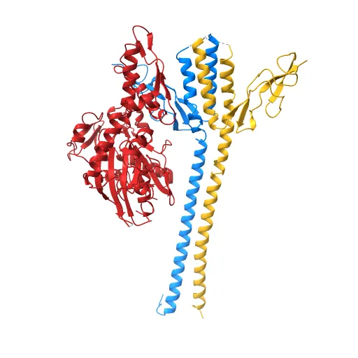 CRYSTAL STRUCTURE OF THE NUCLEOTIDE EXCHANGE FACTOR GRPE BOUND TO THE ATPASE DOMAIN OF THE MOLECULAR CHAPERONE DNAK — Image 2 of 13
