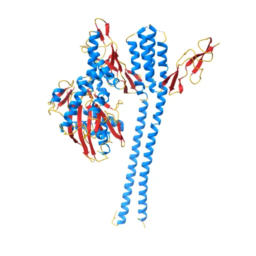 CRYSTAL STRUCTURE OF THE NUCLEOTIDE EXCHANGE FACTOR GRPE BOUND TO THE ATPASE DOMAIN OF THE MOLECULAR CHAPERONE DNAK — Image 11 of 13