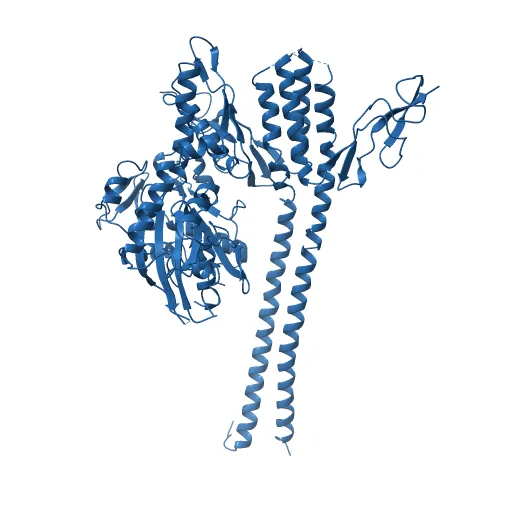 CRYSTAL STRUCTURE OF THE NUCLEOTIDE EXCHANGE FACTOR GRPE BOUND TO THE ATPASE DOMAIN OF THE MOLECULAR CHAPERONE DNAK — Image 13 of 13