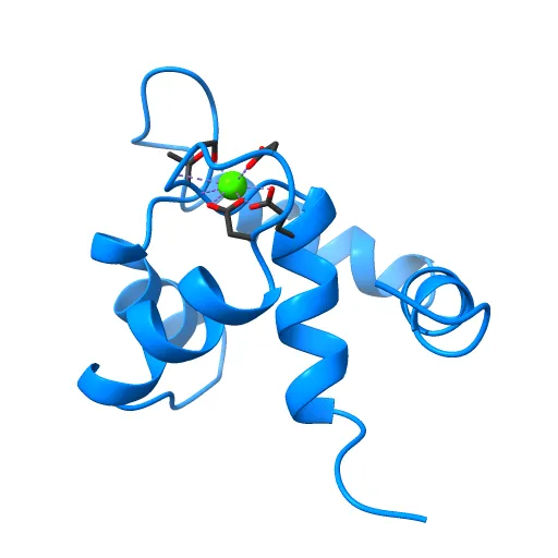 REGULATORY DOMAIN OF HUMAN CARDIAC TROPONIN C IN THE CALCIUM-SATURATED STATE, NMR, 40 STRUCTURES — Image 2 of 13