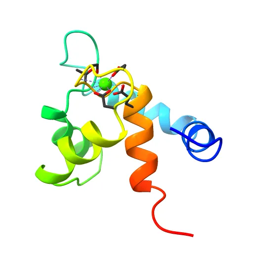 REGULATORY DOMAIN OF HUMAN CARDIAC TROPONIN C IN THE CALCIUM-SATURATED STATE, NMR, 40 STRUCTURES — Image 3 of 13