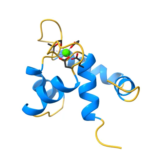 REGULATORY DOMAIN OF HUMAN CARDIAC TROPONIN C IN THE CALCIUM-SATURATED STATE, NMR, 40 STRUCTURES — Image 11 of 13