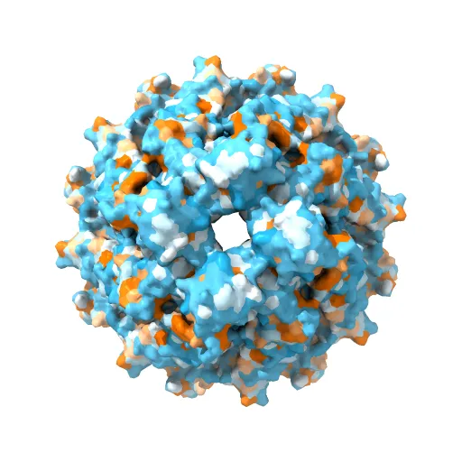 Structure of the CED-4 Apoptosome — Фото 3 из 4