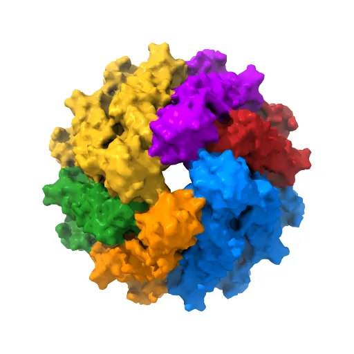 Structure of the CED-4 Apoptosome — Фото 4 из 4