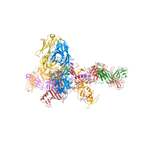 Crystal structure of the trimeric prefusion Ebola virus glycoprotein in complex with a neutralizing antibody from a human survivor — Image 2 of 13