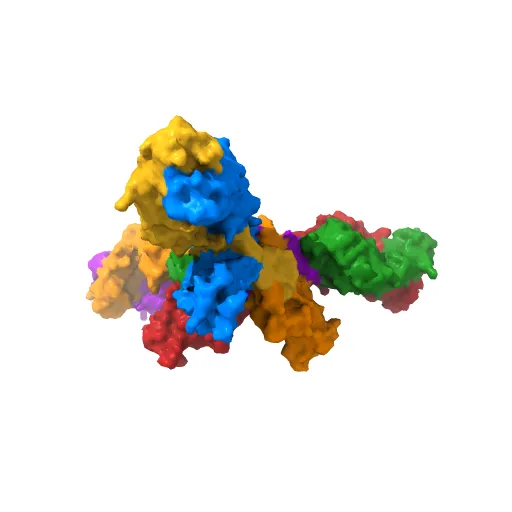 Crystal structure of the trimeric prefusion Ebola virus glycoprotein in complex with a neutralizing antibody from a human survivor — Image 12 of 13