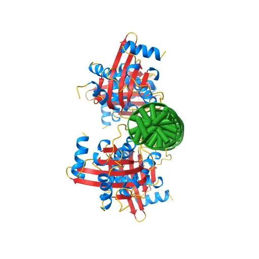Crystal Structures of Two Intermediates in the Assembly of the Papillomavirus Replication Initiation Complex
