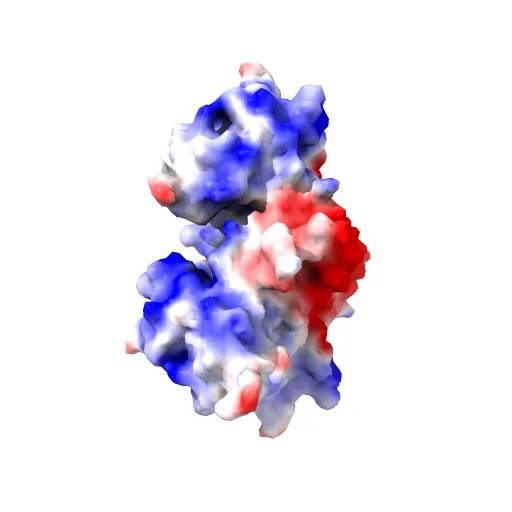 Crystal Structures of Two Intermediates in the Assembly of the Papillomavirus Replication Initiation Complex — Image 3 of 13