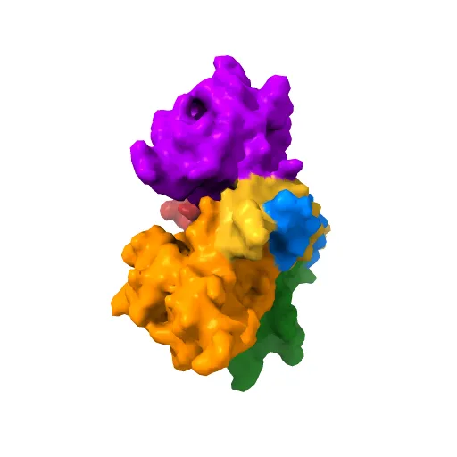 Crystal Structures of Two Intermediates in the Assembly of the Papillomavirus Replication Initiation Complex — Image 4 of 13