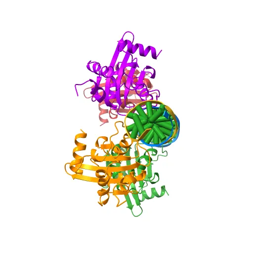 Crystal Structures of Two Intermediates in the Assembly of the Papillomavirus Replication Initiation Complex — Image 5 of 13