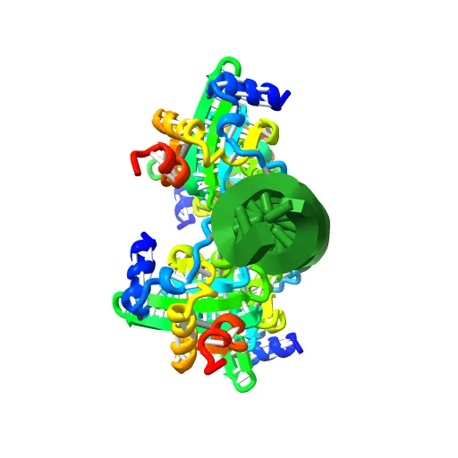 Crystal Structures of Two Intermediates in the Assembly of the Papillomavirus Replication Initiation Complex — Image 6 of 13