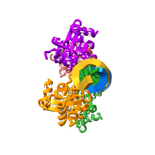 Crystal Structures of Two Intermediates in the Assembly of the Papillomavirus Replication Initiation Complex — Image 7 of 13