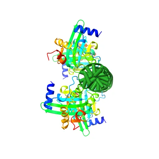 Crystal Structures of Two Intermediates in the Assembly of the Papillomavirus Replication Initiation Complex — Image 8 of 13