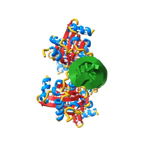 Crystal Structures of Two Intermediates in the Assembly of the Papillomavirus Replication Initiation Complex — Image 9 of 13