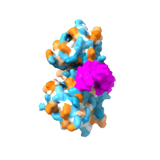 Crystal Structures of Two Intermediates in the Assembly of the Papillomavirus Replication Initiation Complex — Image 10 of 13