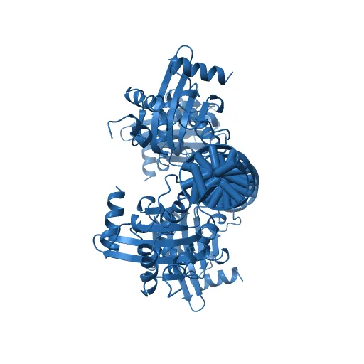Crystal Structures of Two Intermediates in the Assembly of the Papillomavirus Replication Initiation Complex — Image 13 of 13