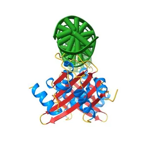 Crystal Structures of Two Intermediates in the Assembly of the Papillomavirus Replication Initiation Complex