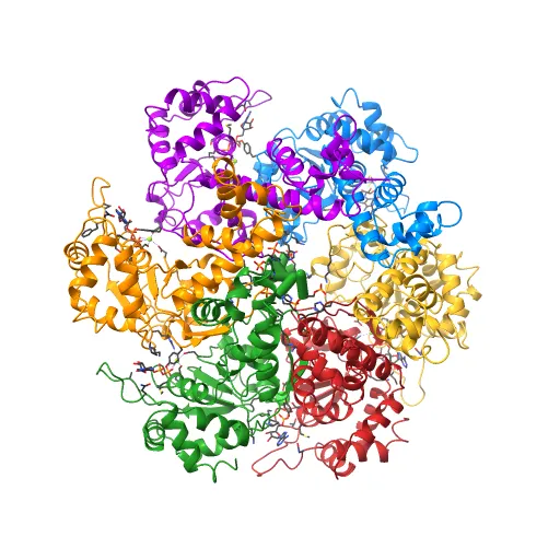 Crystal structure of papillomavirus E1 hexameric helicase with ssDNA and MgADP — Image 2 of 13