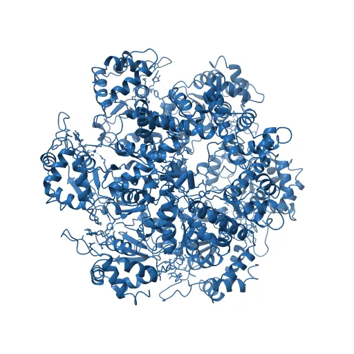Crystal structure of papillomavirus E1 hexameric helicase with ssDNA and MgADP — Image 7 of 13