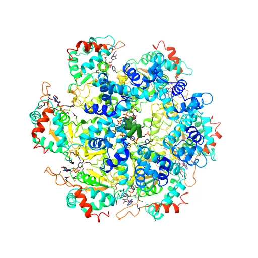 Crystal structure of papillomavirus E1 hexameric helicase with ssDNA and MgADP — Image 9 of 13