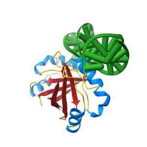 Human papillomavirus type 18 E2 DNA-binding domain bound to its DNA target