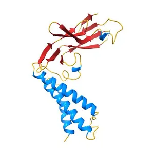 HPV11 E2 TAD crystal structure