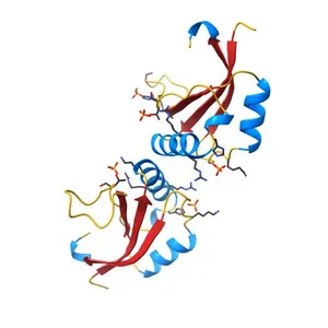 Comparison of the structure and DNA binding properties of the E2 proteins from an oncogenic and a non-oncogenic human papillomavirus