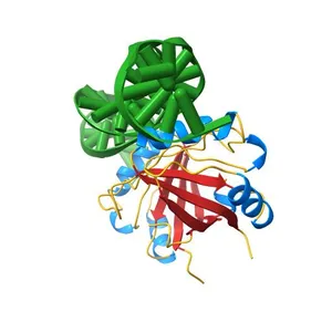 Crystal structure of HPV6a E2 DNA binding domain bound to an 18 base pair DNA target