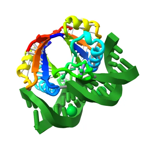 CRYSTAL STRUCTURE AT 1.7 ANGSTROMS OF THE BOVINE PAPILLOMAVIRUS-1 E2 DNA-BINDING DOMAIN BOUND TO ITS DNA TARGET — Image 3 of 13