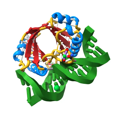 CRYSTAL STRUCTURE AT 1.7 ANGSTROMS OF THE BOVINE PAPILLOMAVIRUS-1 E2 DNA-BINDING DOMAIN BOUND TO ITS DNA TARGET — Image 5 of 13