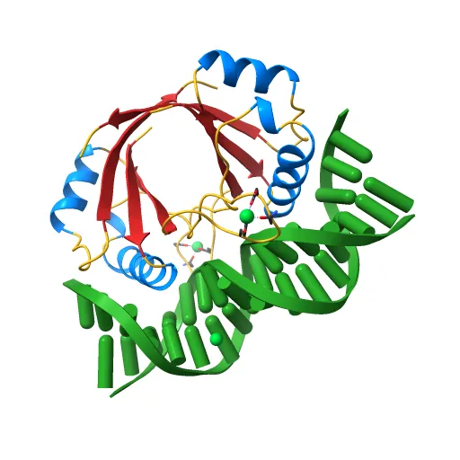 CRYSTAL STRUCTURE AT 1.7 ANGSTROMS OF THE BOVINE PAPILLOMAVIRUS-1 E2 DNA-BINDING DOMAIN BOUND TO ITS DNA TARGET — Image 10 of 13